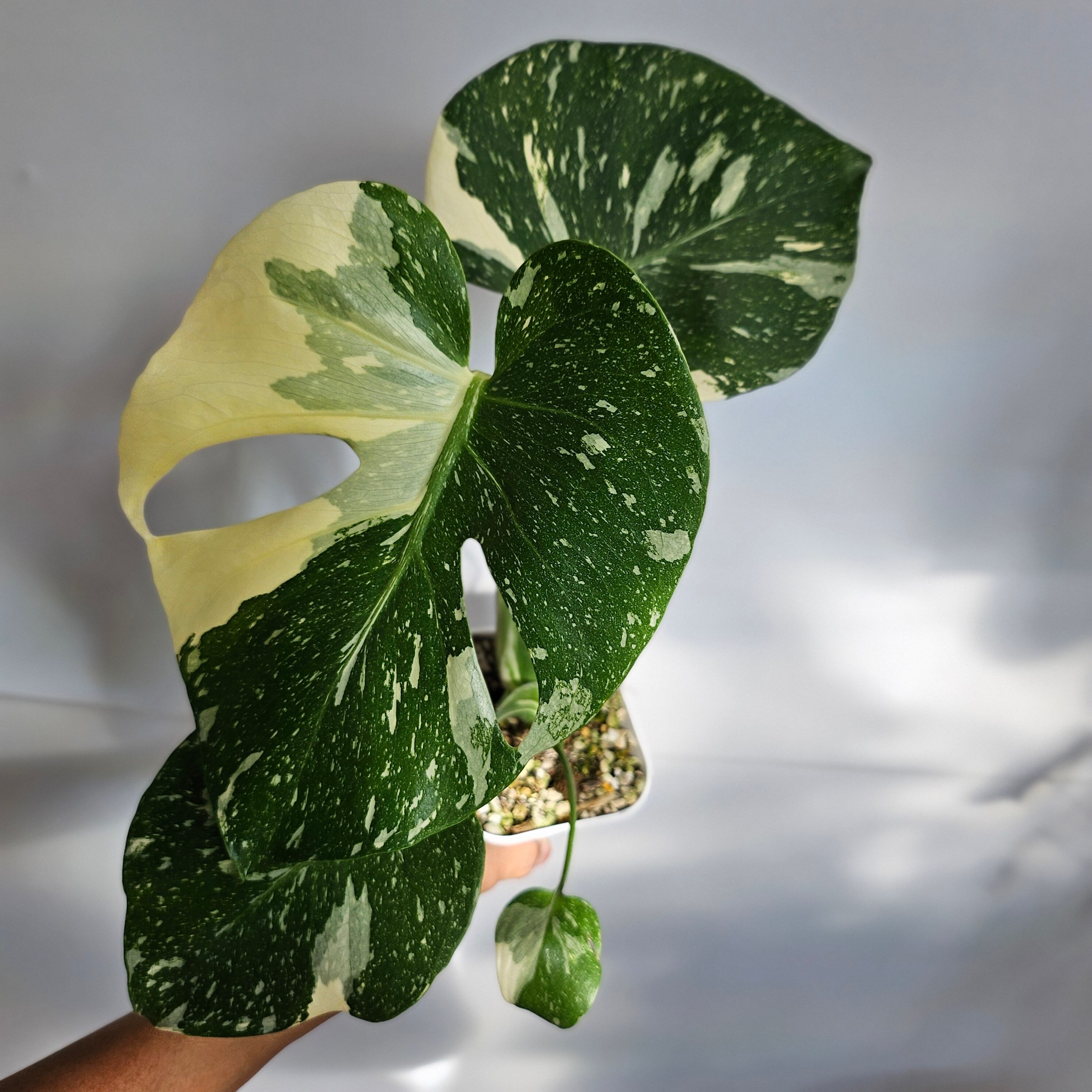 週末割引モンステラデリシオーサタイコンステレーション（極美斑）