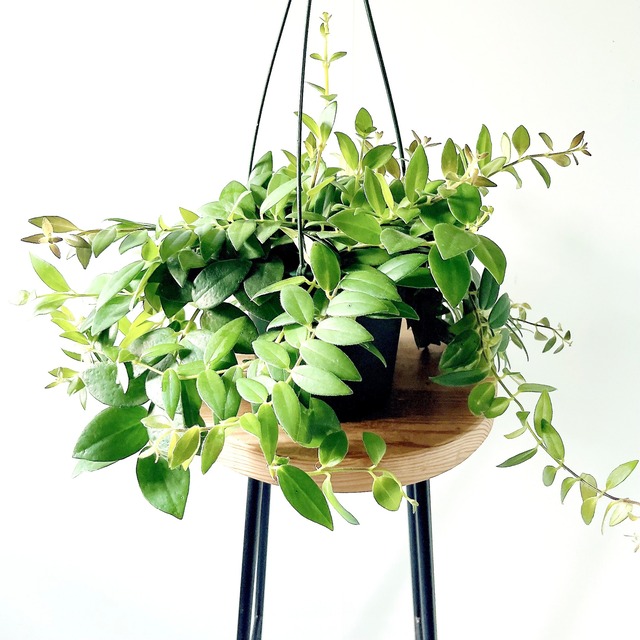 《初入荷》エスキナンサス カロインプルーブ 観葉植物 calm cafe