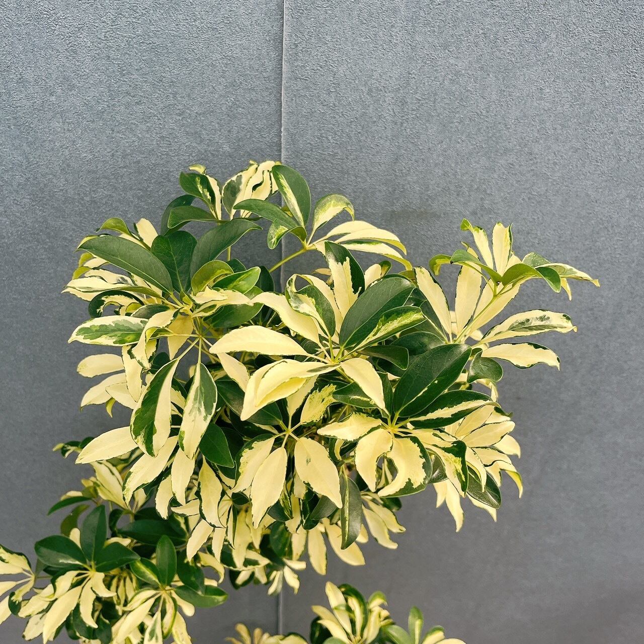 現品］14番 シェフレラ グランディ 曲がり 8号 観葉植物 斑入り 室内