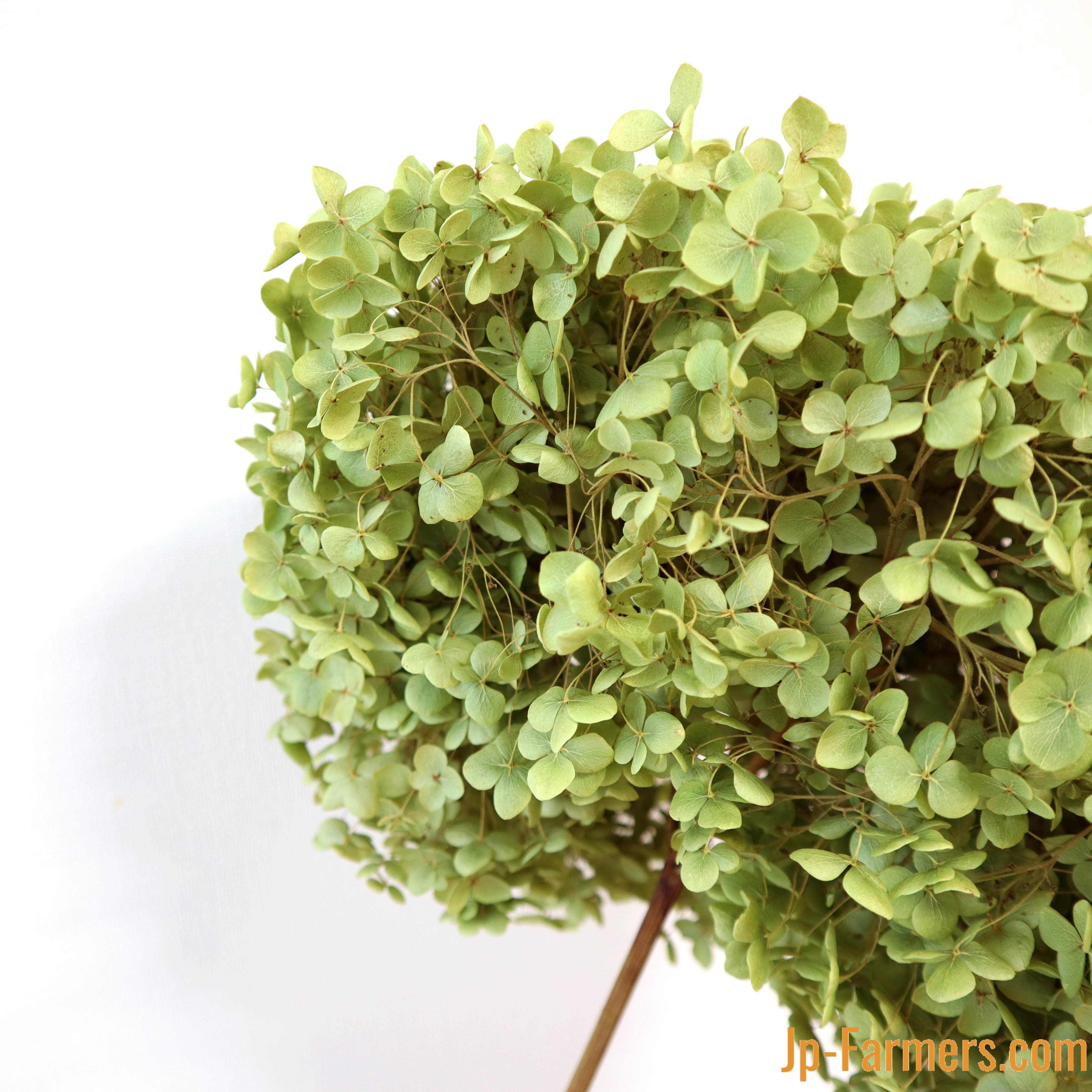 国産アナベルグリーンのドライフラワー 1本 | 新鮮お花問屋 Jp-Farmers.com
