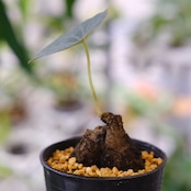 Stephania kaweesakii / ステファニア・カウィーサキ⑰ / 観葉植物<育て方・花言葉>