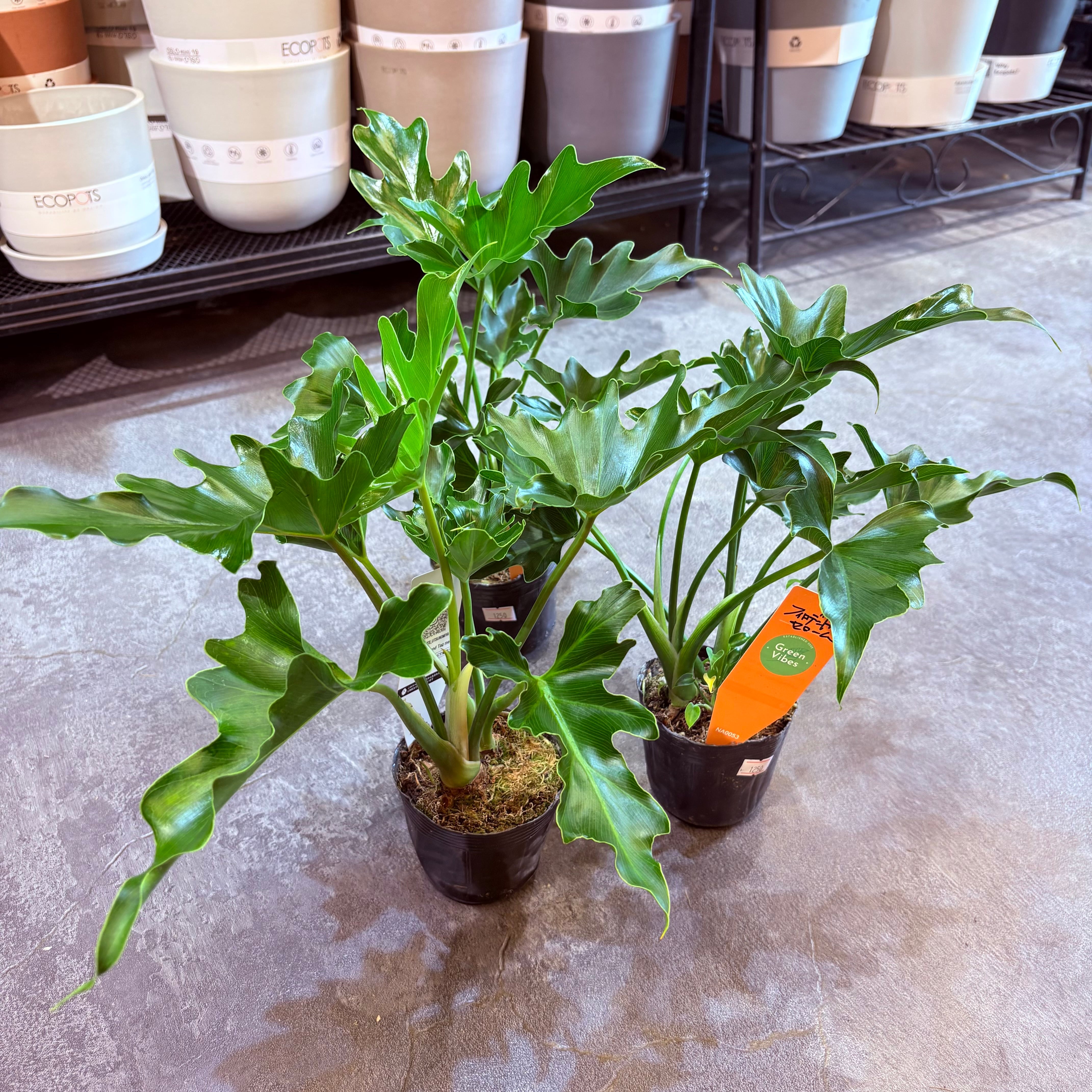 フィロデンドロン トータム 3.5号 | Green Vibes 宇都宮市の観葉植物専門店