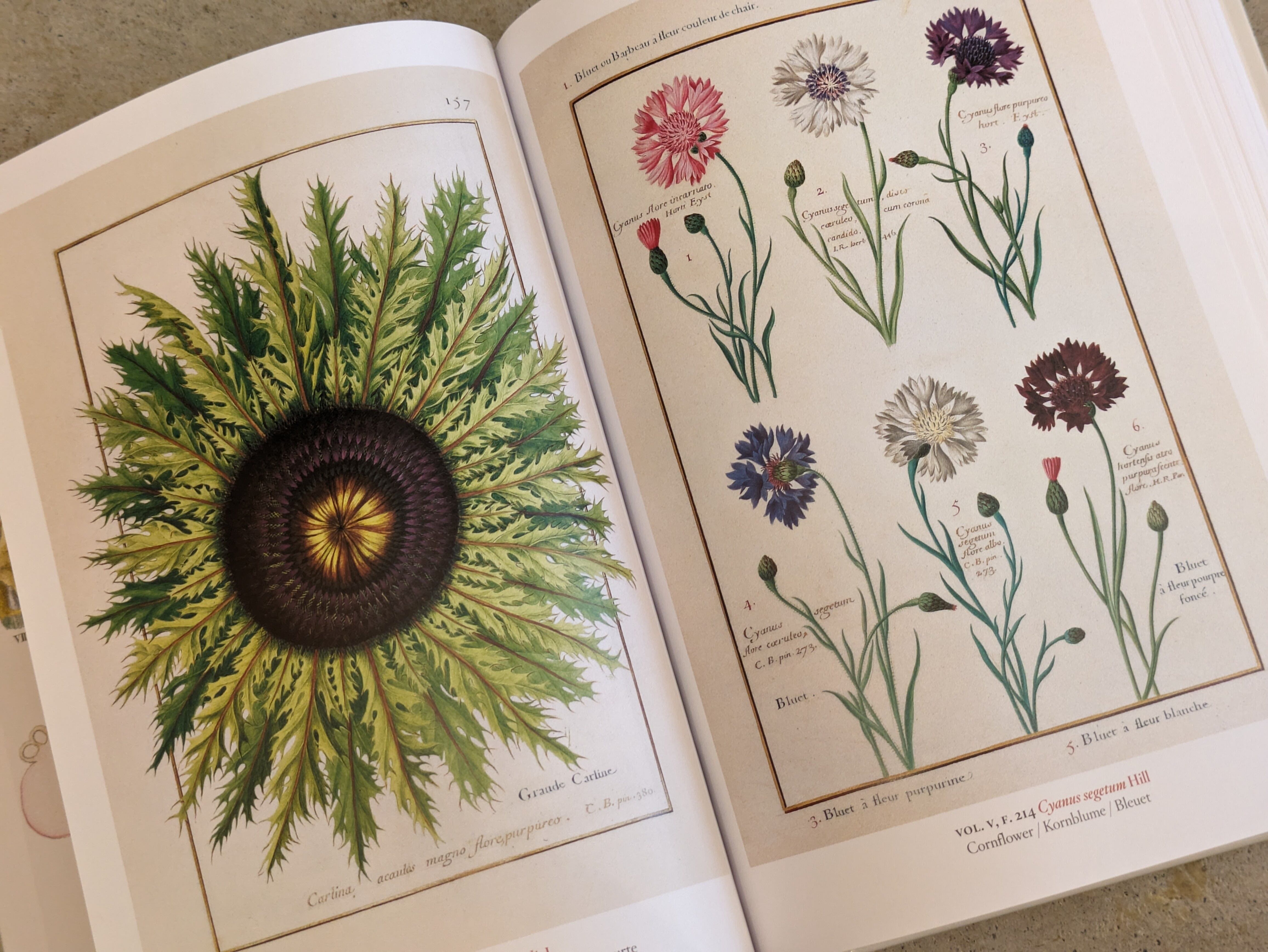 A Garden Eden : Masterpieces of Botanical Illustration / Taschen 