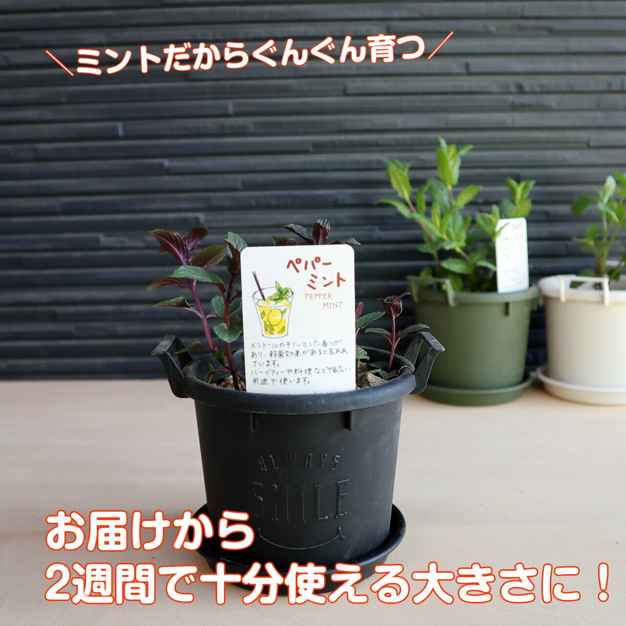 半額】ハーブ ミント 苗 3種セット | ハーブ苗のポタジェガーデン 本店