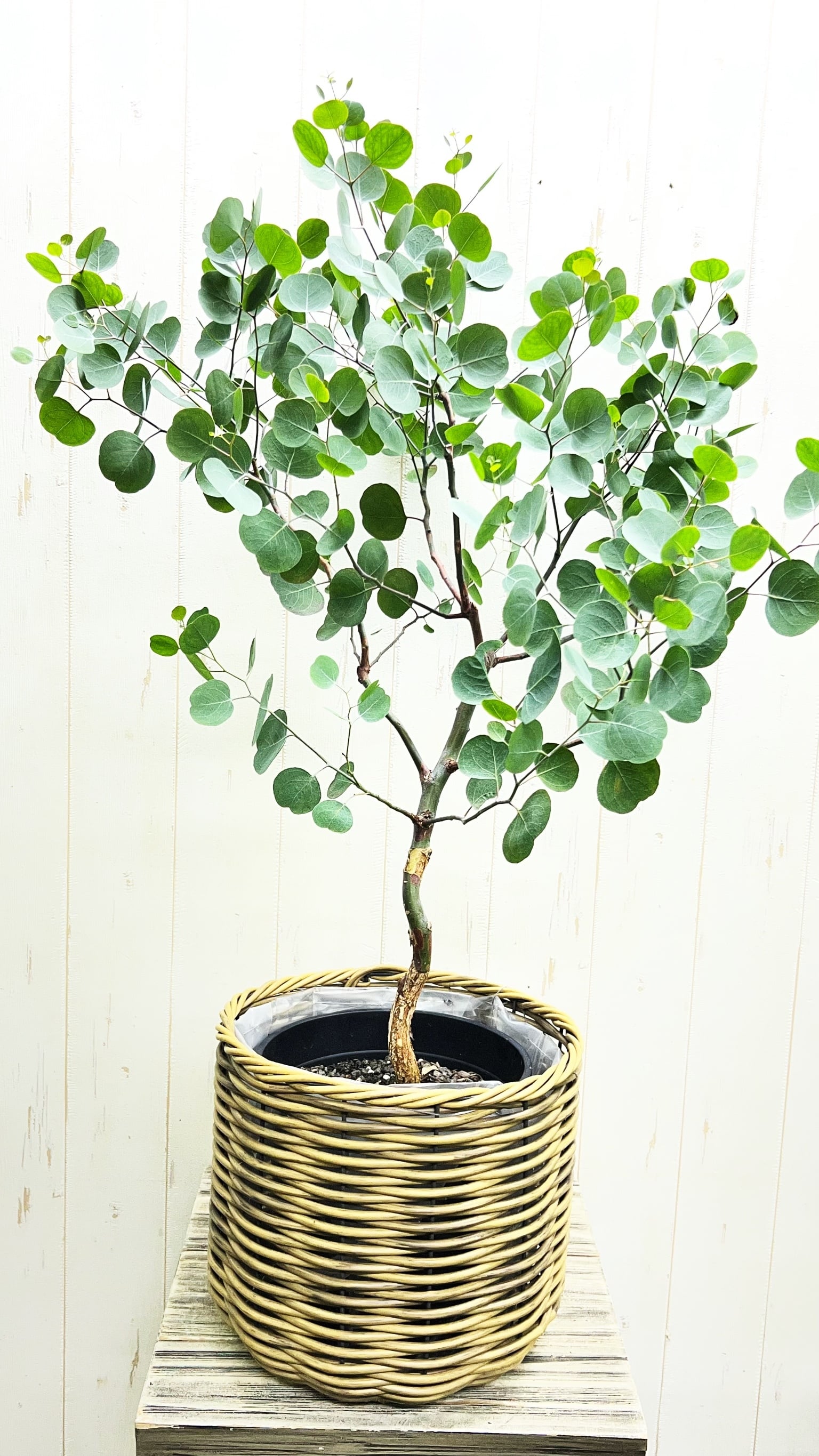 厳選樹形 幹太め ユーカリ ポポラス | PLANTS SHOP OLIVE