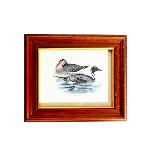 Northern Pintail print and wooden frame, made in Italy