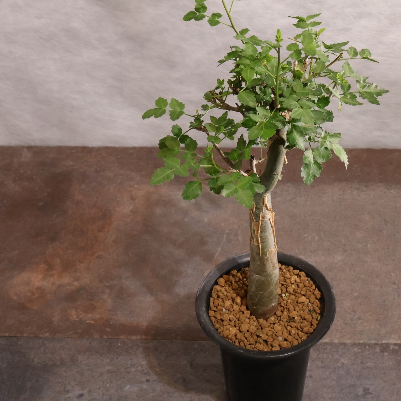 313 剥ける樹皮が魅せる『ブルセラ ファガロイデス Bursera fagaroides
