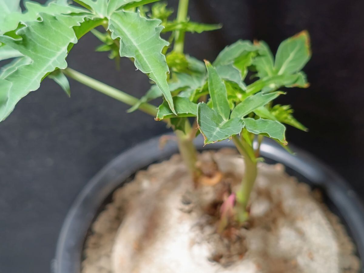 Jatropha berlandieri ヤトロファ 錦珊瑚 | サボテンと多肉植物の店