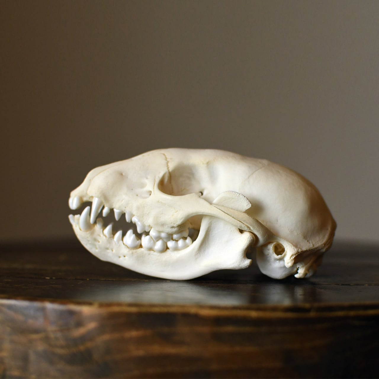 ハクビシンの全身骨格標本（平面） | ほねとはね ONLINE SHOP