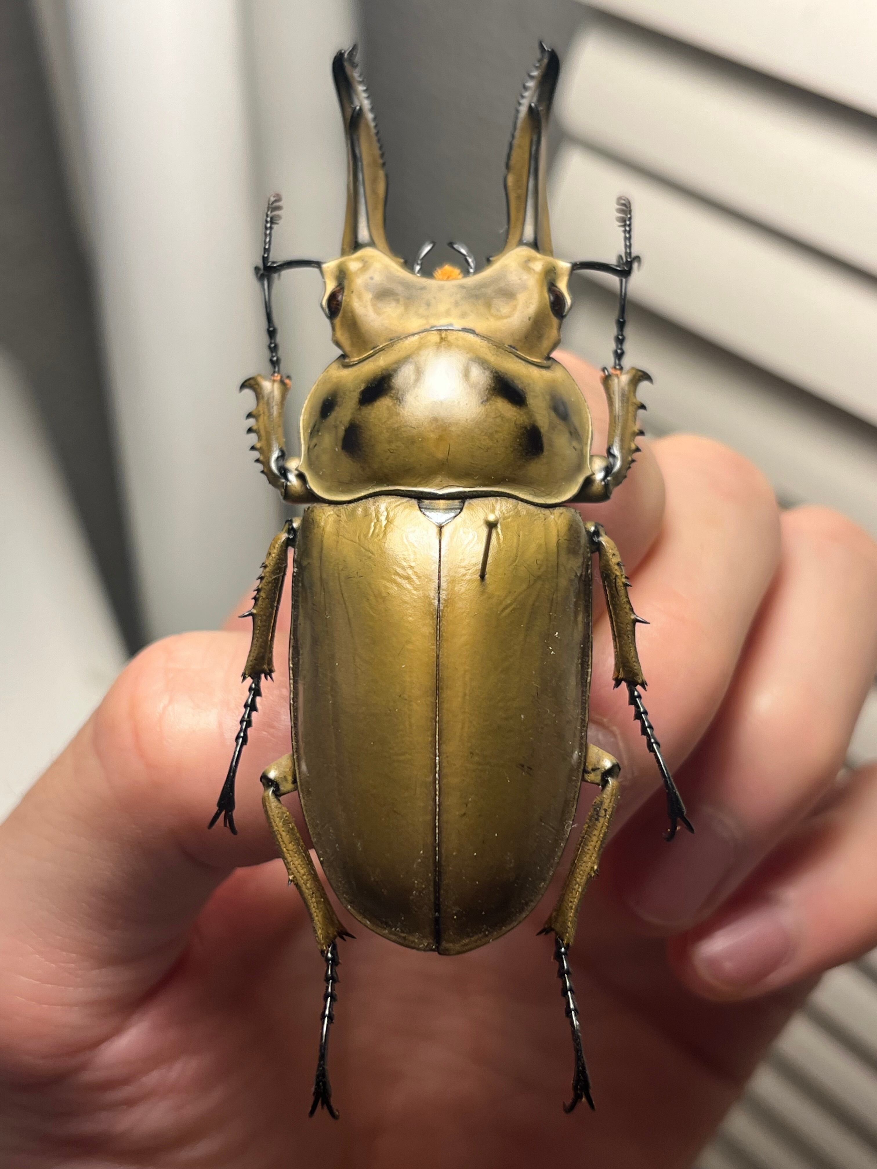 75mm】モセリオウゴンオニクワガタ Allotopus moellenkampi moseri