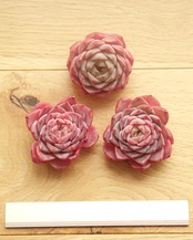 カット苗 グレイスサプライズ  Echeveria 'Grace Surprise'