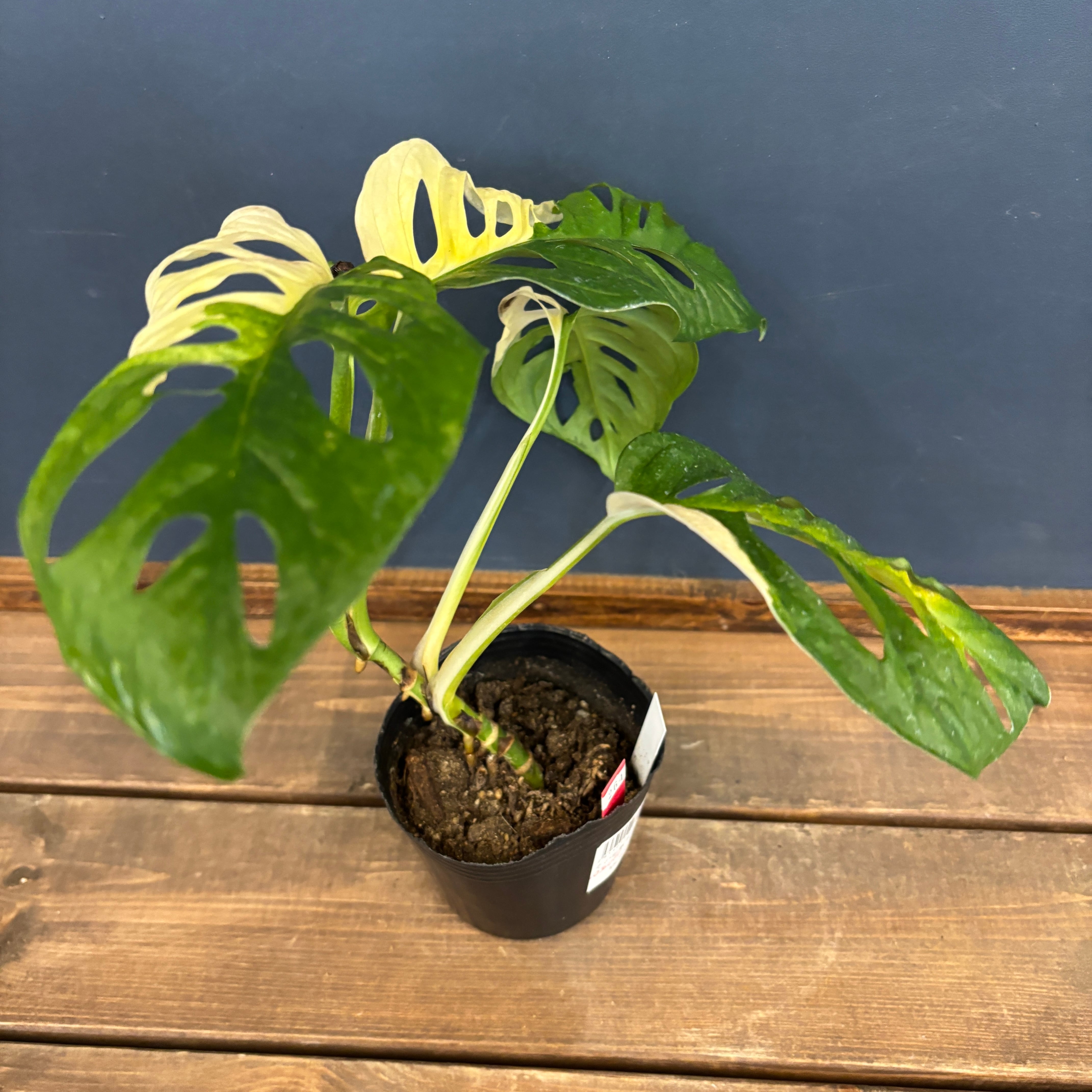 モンステラ マドカズラ 斑入り【264】 | PROTOLEAF プロトリーフ