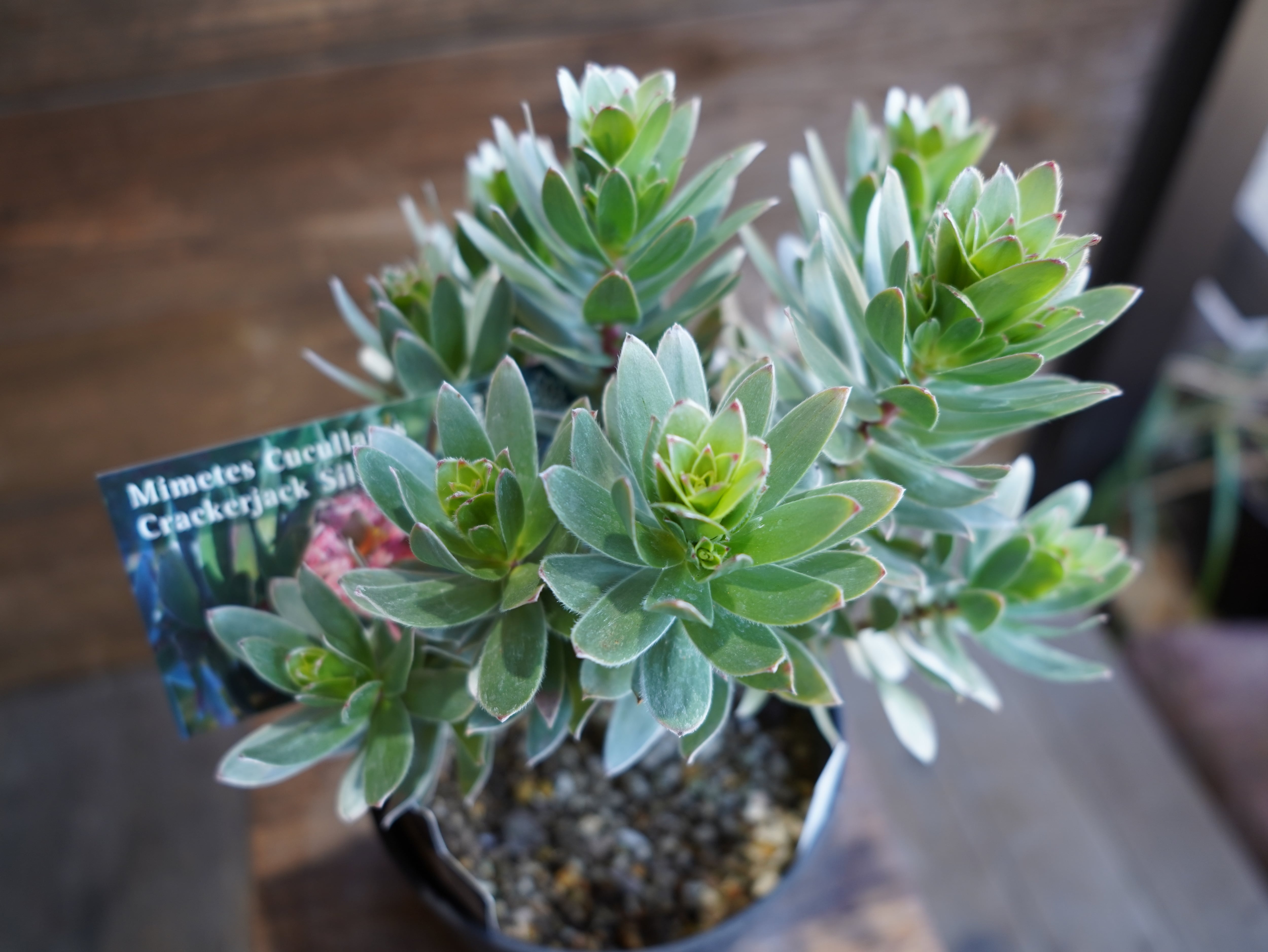 【現物】ミメテス　”クラッカージャックシルバー”　A