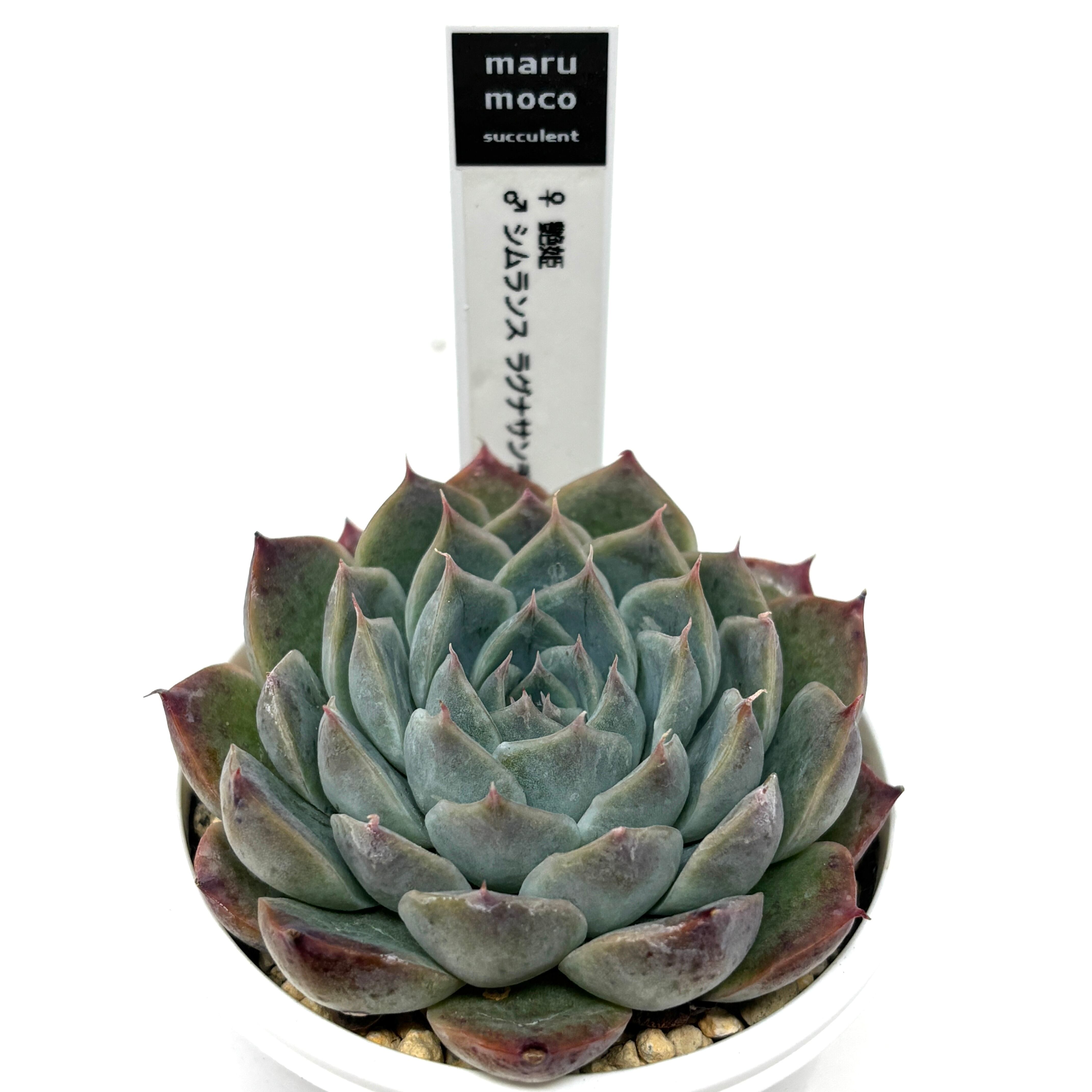 marumocoさん苗 エケベリア ♀艶姫 × ♂シムランスラグナサンチェス【991】