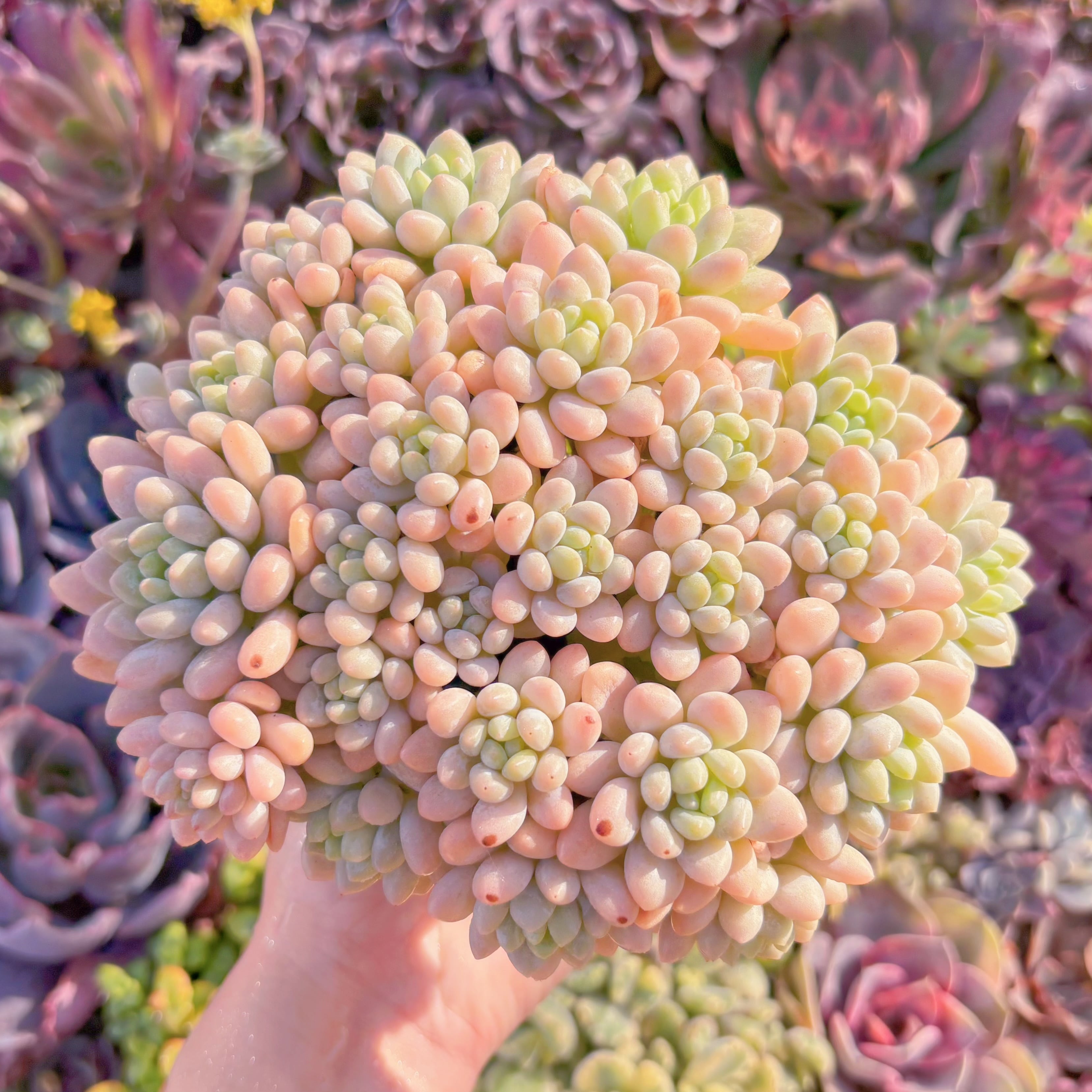 現品　キャビア#A006　大群生　るる農園