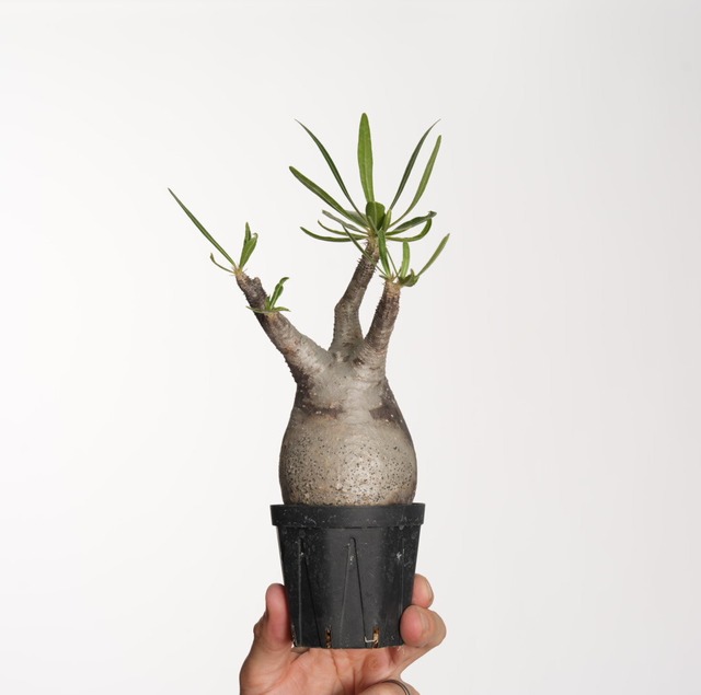 パキポディウム グラキリス no.8〈発根済み〉