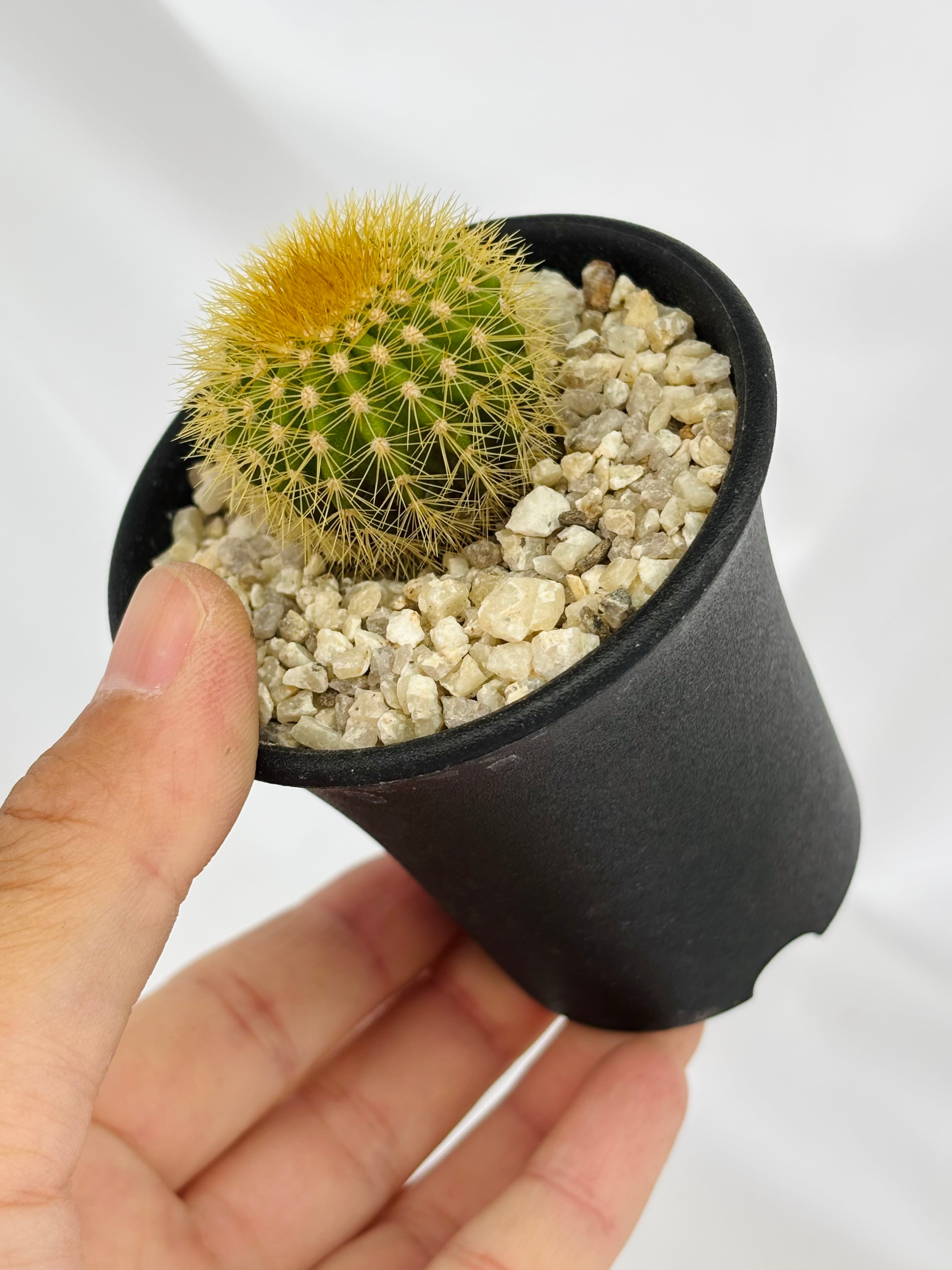 Uebelmannia pectinifera v. eriocactoides ユーベルマニア エリオ