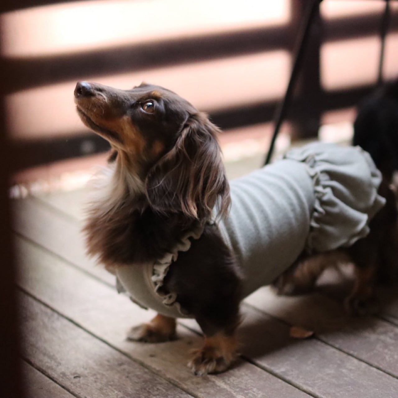 袖なし | カニンヘンダックスとミニチュアダックス専門のお洋服web