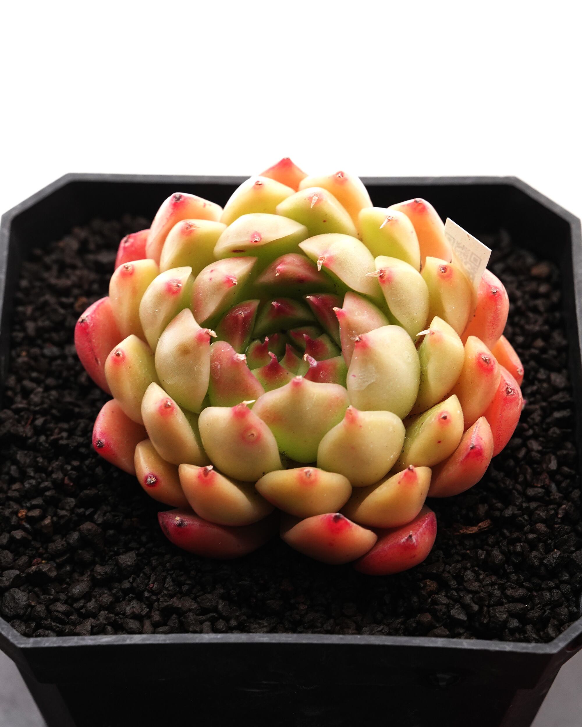 カット苗 パイナップルケーキ 【日本初上陸？！】 Echeveria