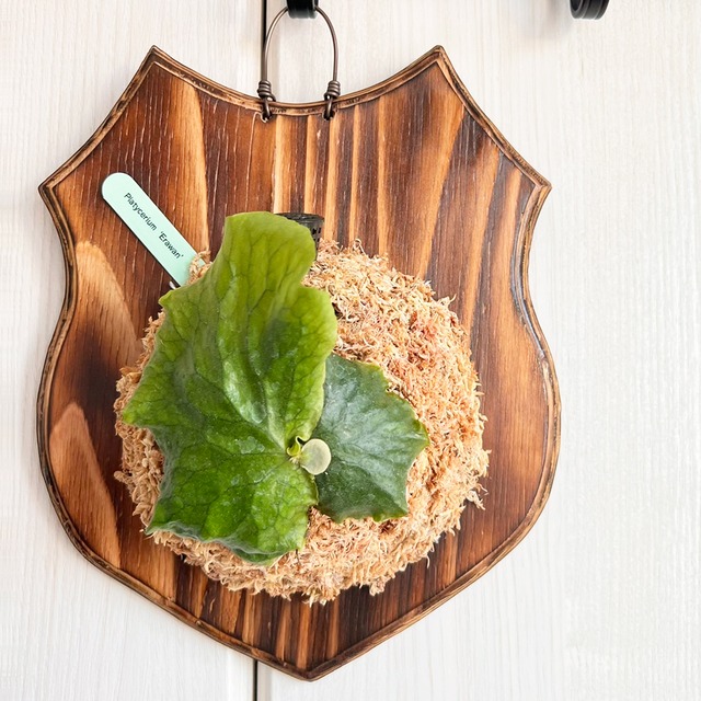 ビカクシダ エラワン 子株 板付 【観葉植物 室内 コウモリラン】