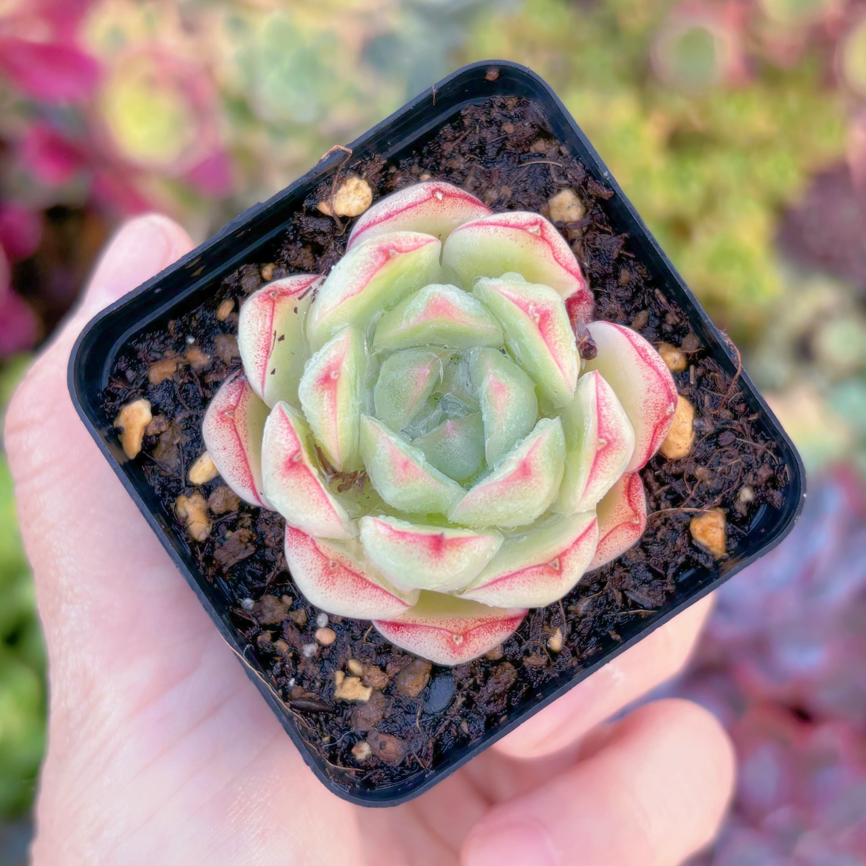 現品　女王ローズ#F201　るる農園