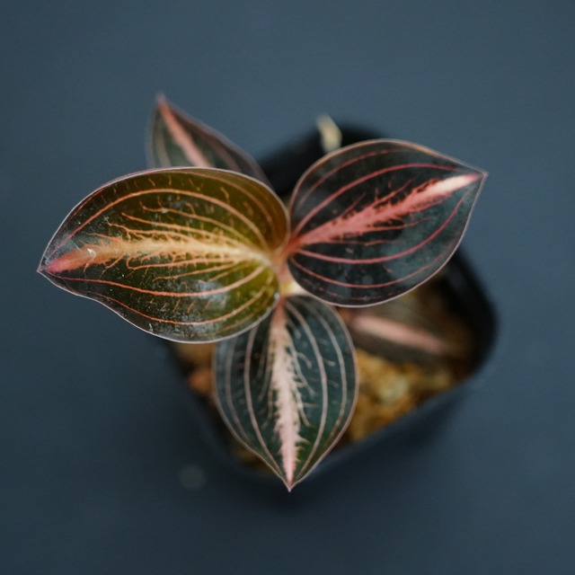 ◆現品◆L.discolor var.nigrescens × A. siamensis 'Red Velvet'【ジュエルオーキッド宝石蘭／B&L】#933