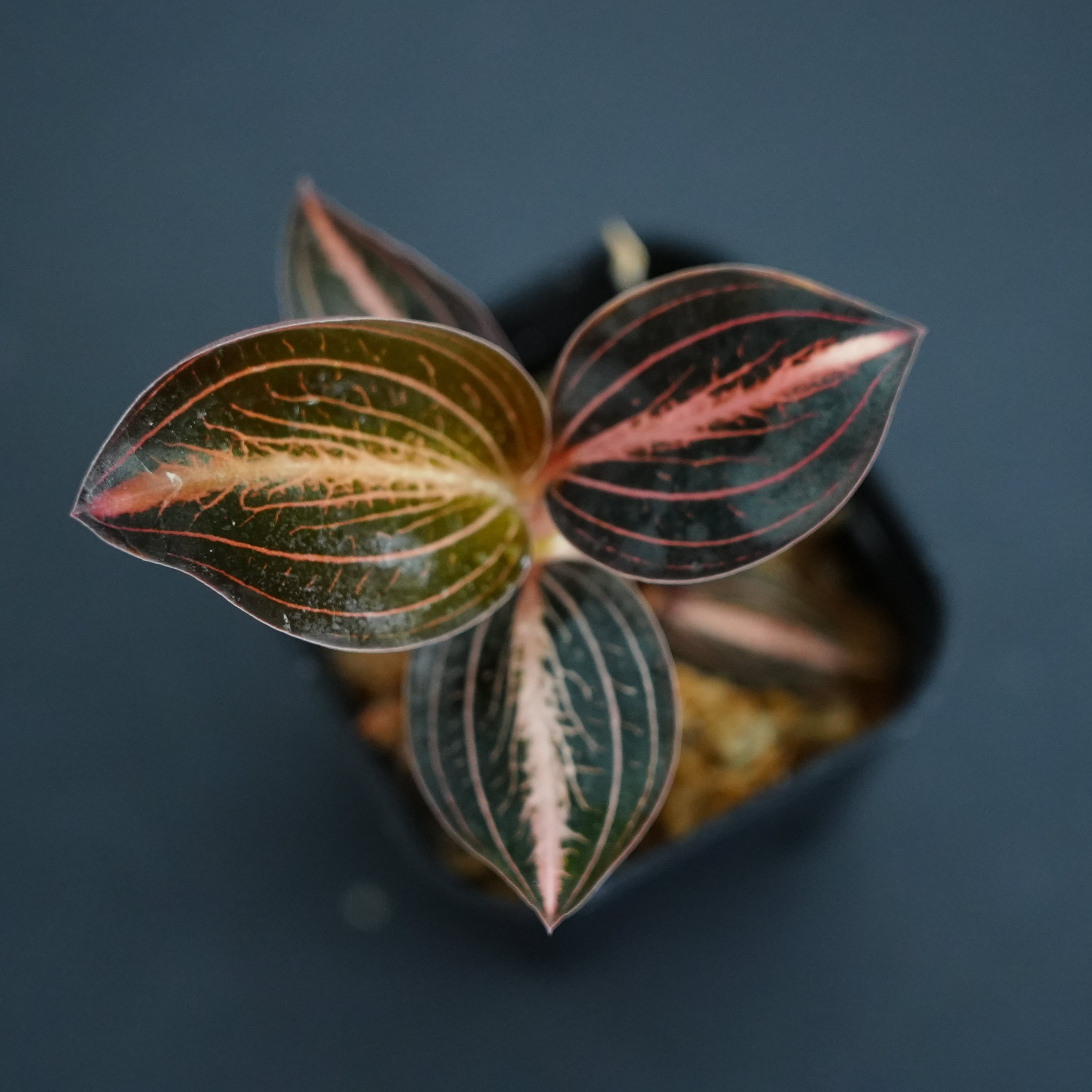 ◆現品◆L.discolor var.nigrescens × A. siamensis 'Red Velvet'【ジュエルオーキッド宝石蘭/B&L】#933