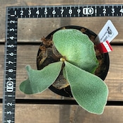 【クリアランス】ビカクシダ　アンディナム　P.andinum【217】