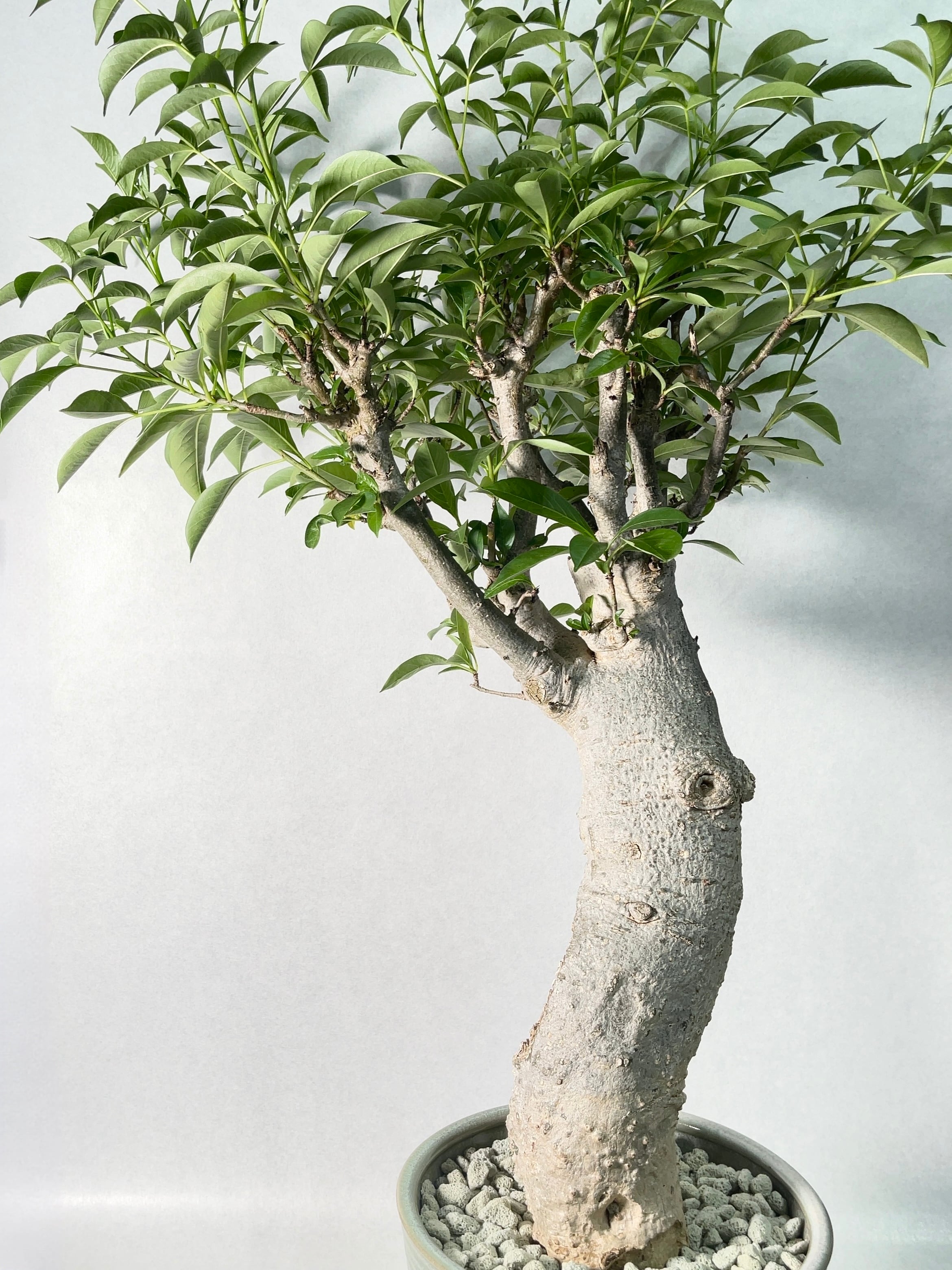 9013c2e52de7b1e7f264ddacd36585