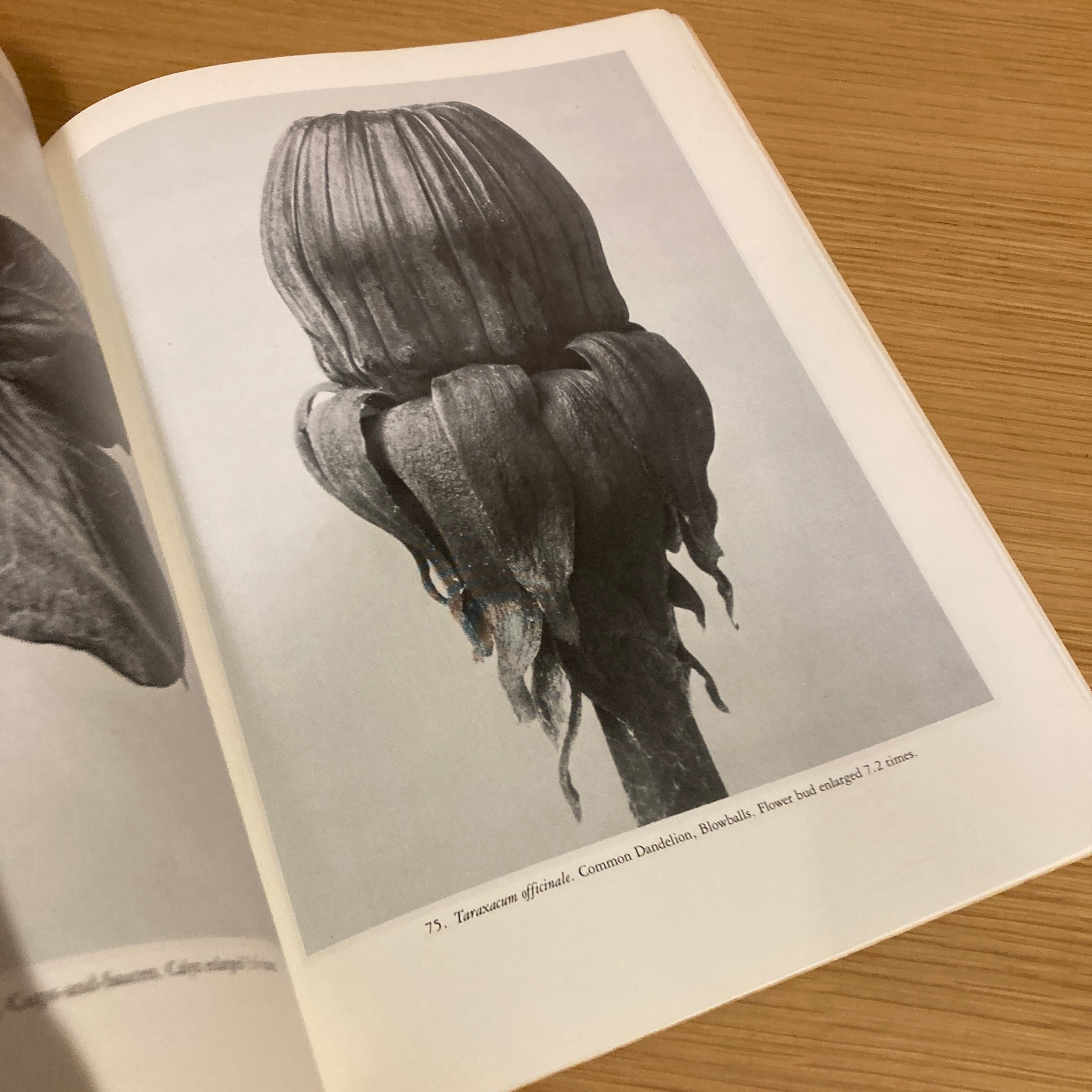 Art Forms in The Plant World / Karl Blossfeldt（カール・ブロス