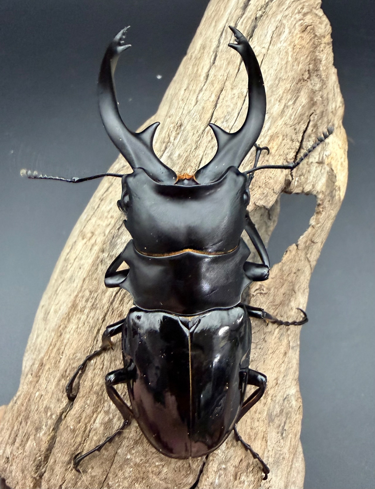 【WD】《インターメディアツヤクワガタ ネグロス島産 94.5mm ペア》