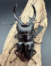 【WD】《インターメディアツヤクワガタ ネグロス島産 94.5mm ペア》