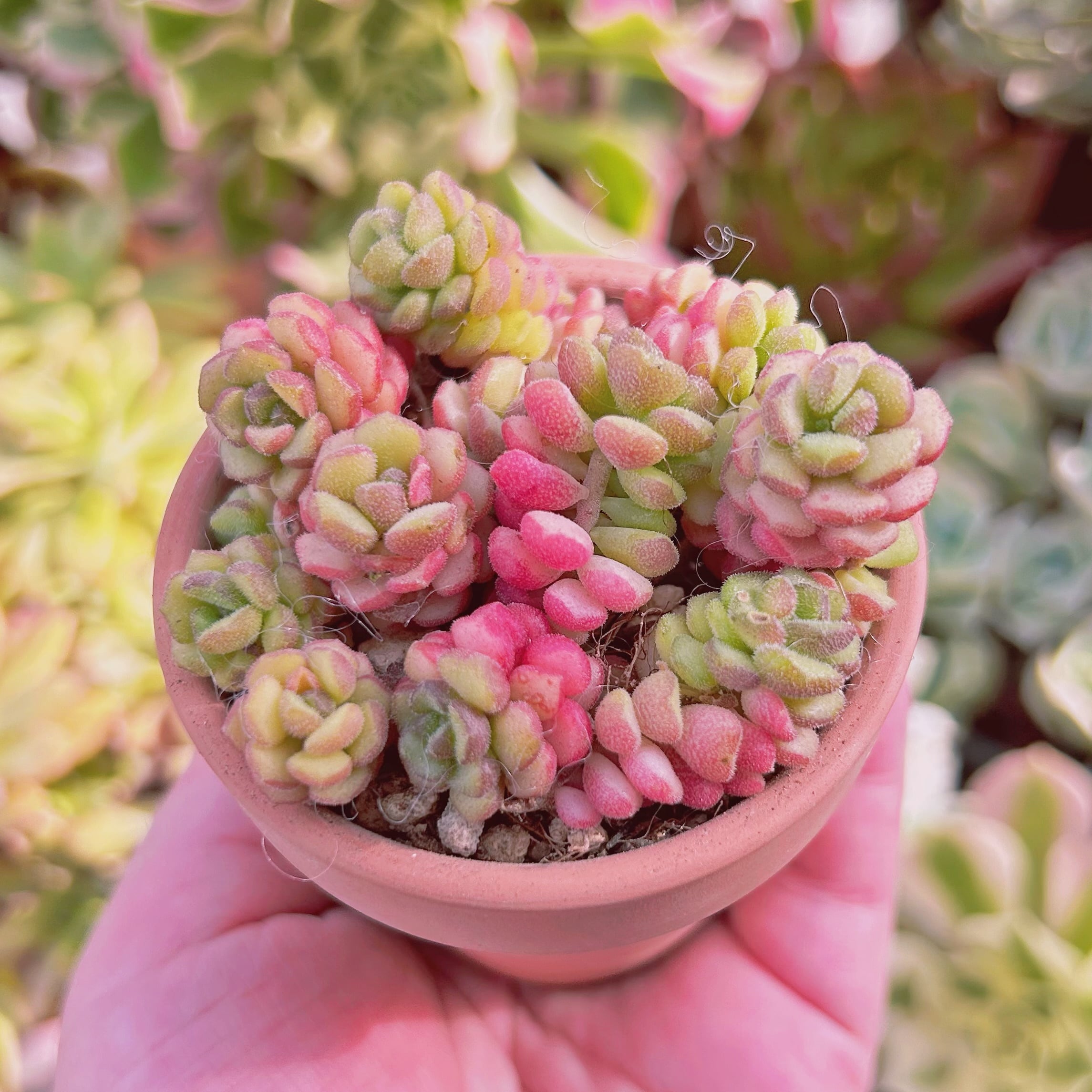 多肉植物 Sedum スプリングワンダー 10頭 | るる農園~多肉植物専門