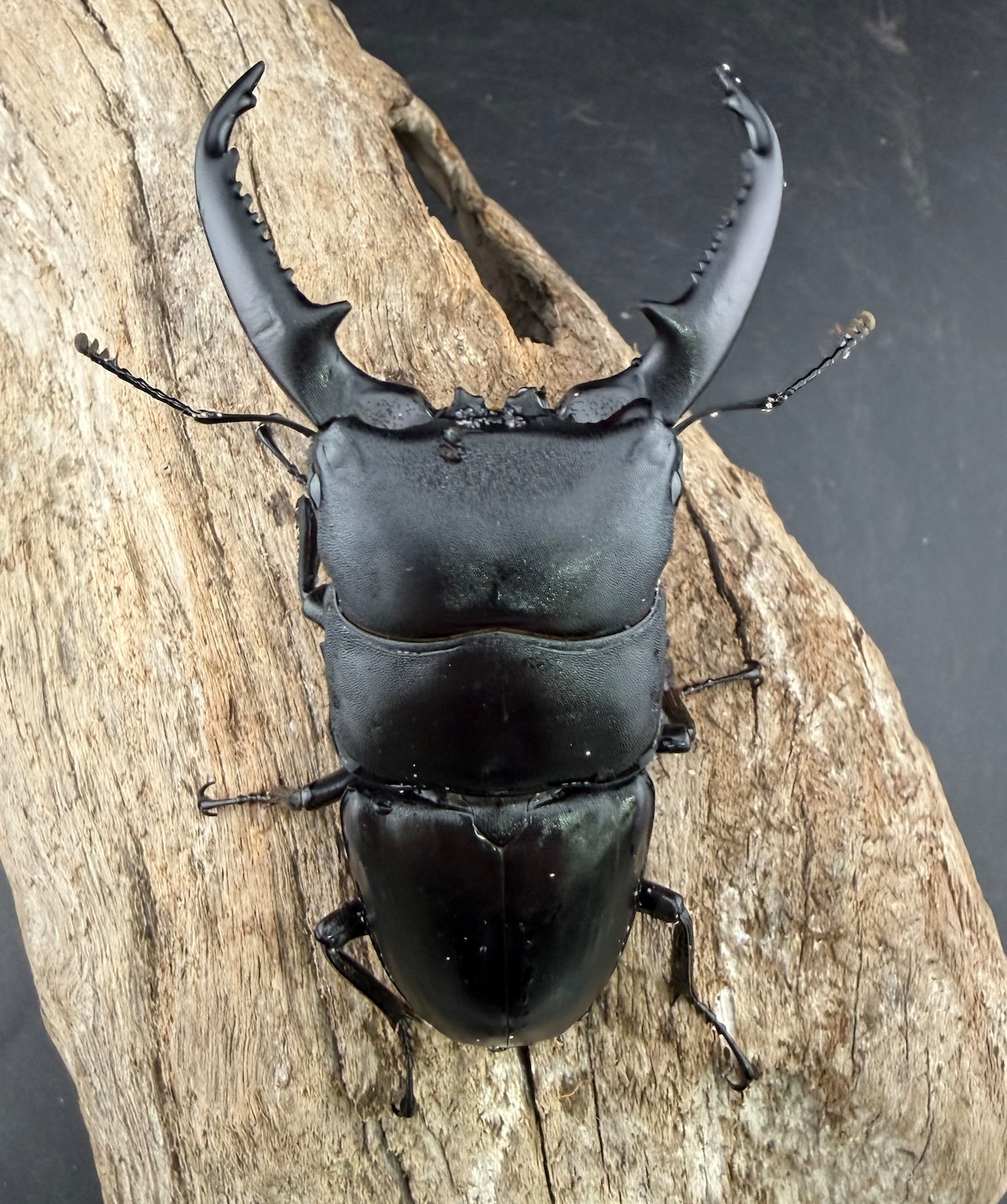 【WD】《パラワンオオヒラタ ガントン産 89mm ペア》