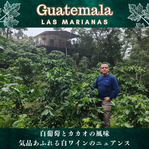 グァテマラ 【 ラス・マリアナス農園 】200g 画像