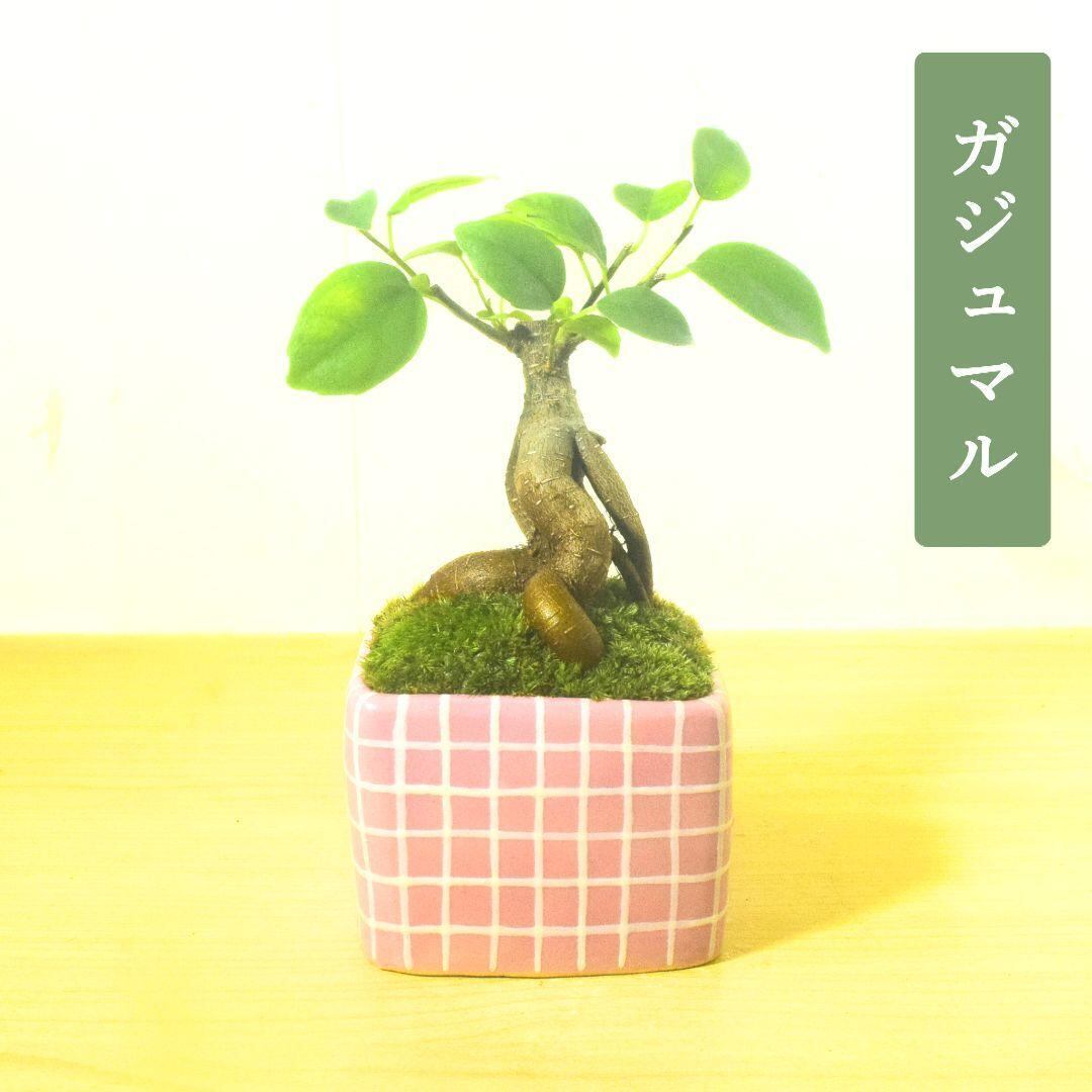 POTOCO ガジュマル 個性的 観葉植物 陶器鉢 盆栽 豆盆栽 インテリア