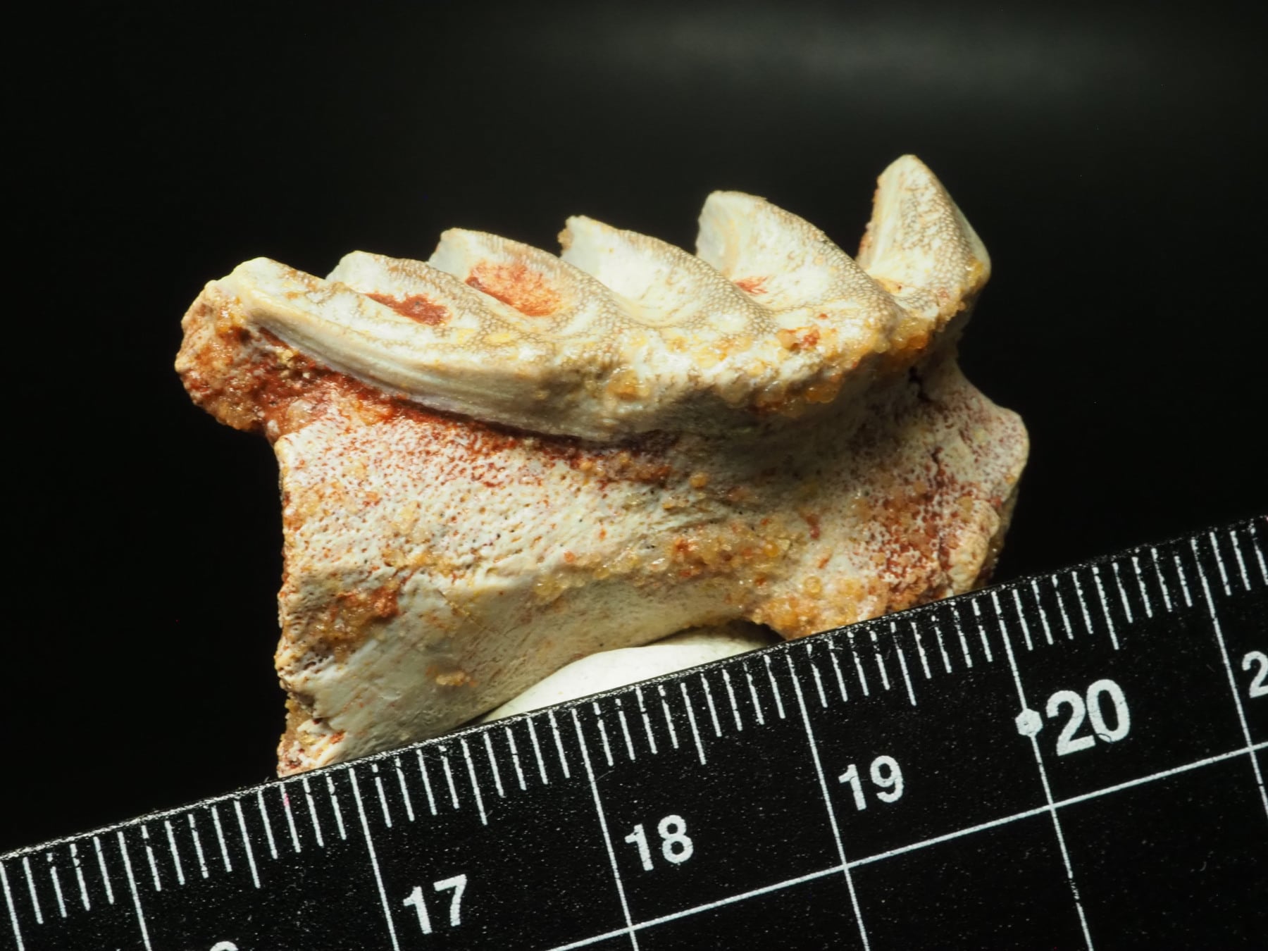 大型！レア！肺魚の歯【Neoceratodus africanus】モロッコ王国産/化石