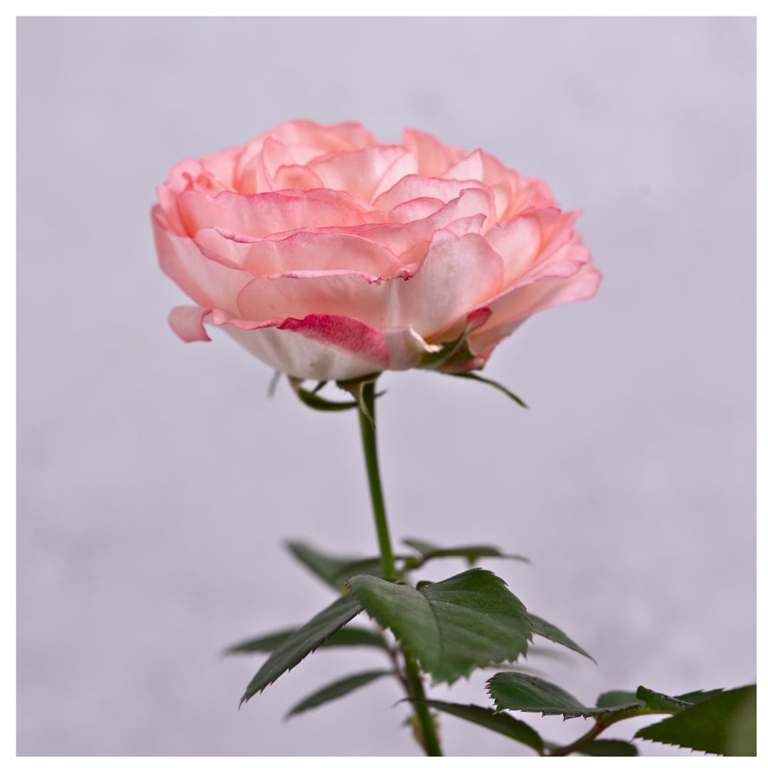 ミニバラ:ラブリーモア(4号)セントラルローズ ミニバラ ピンク色 八重咲き 大輪ミニバラ ハンギング