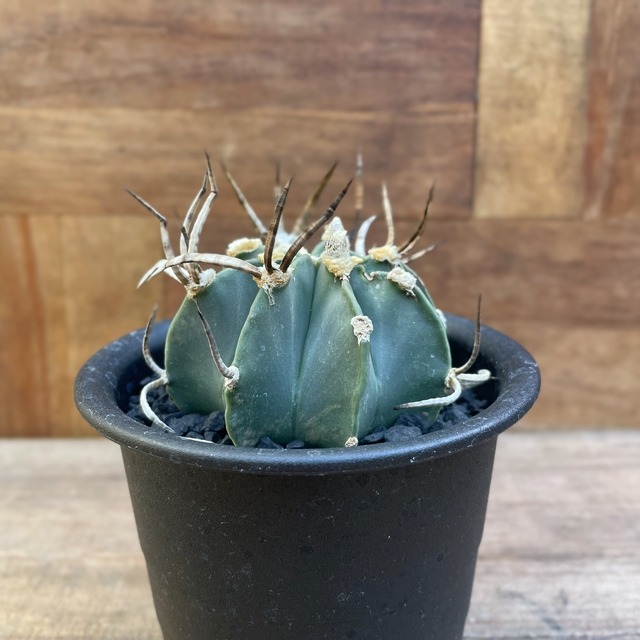 Astrophytum　大鳳玉