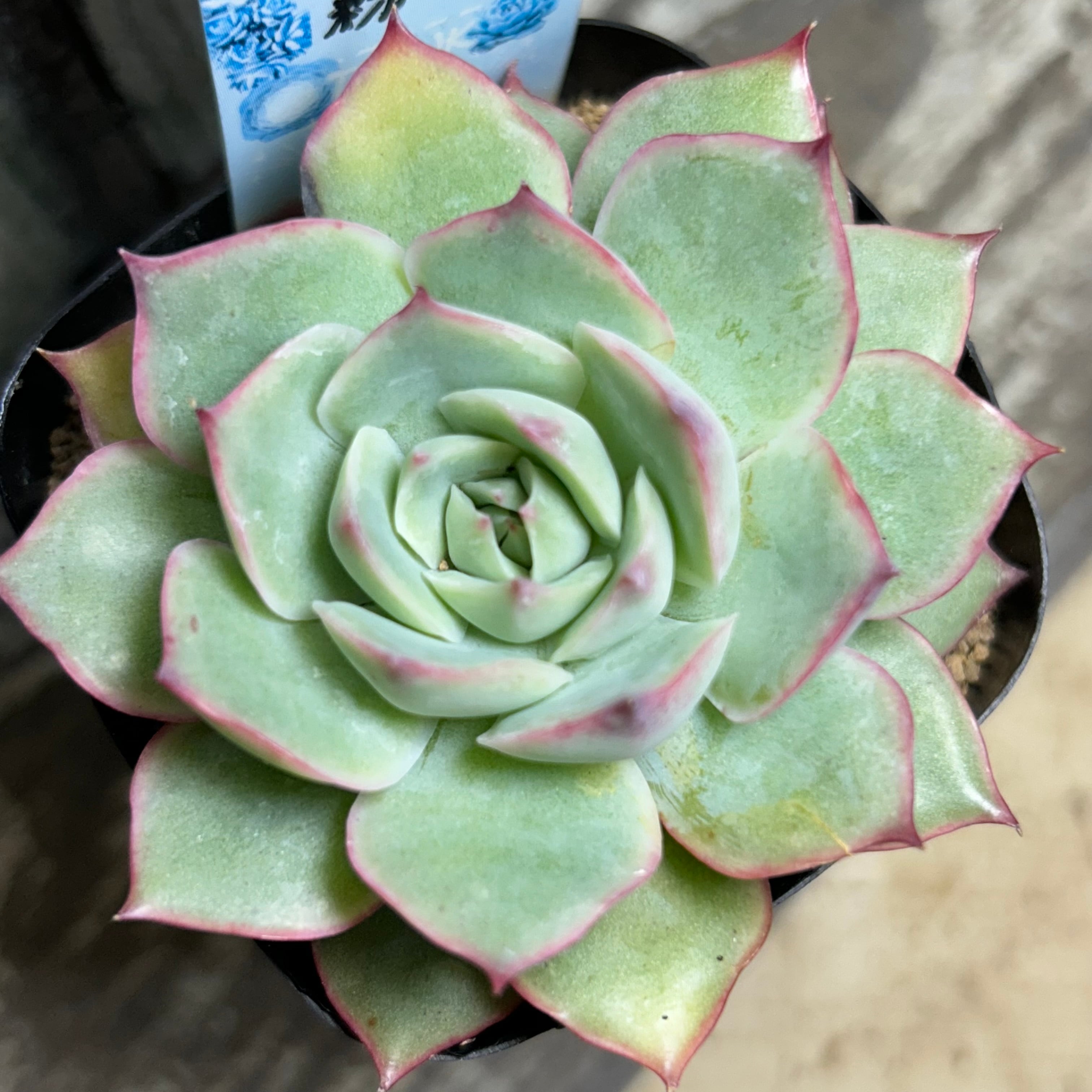 新入荷 粉月影 X347-1*54苗 多肉植物 カット苗 エケベリア レア種