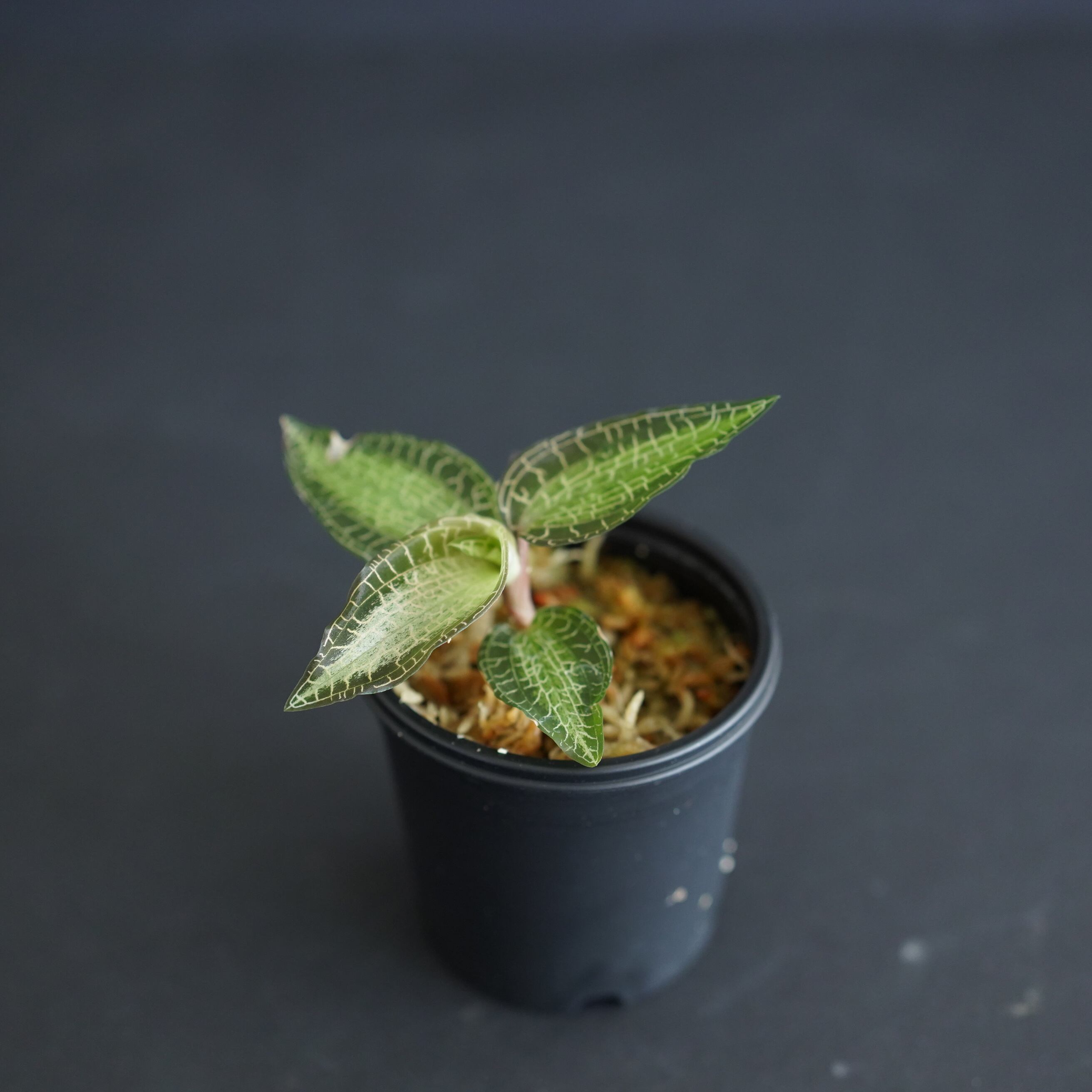 H*u様 グッディエラ　ハチテラータ　ジュエルオーキッド Goodyera hispida グッディエラ ヒスピダ はちのへ洋らん園