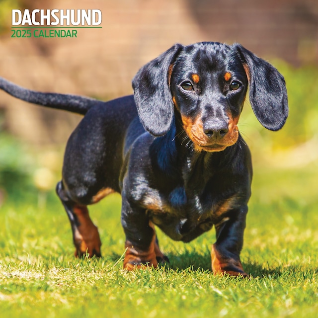 【2025年版】英国製犬種カレンダー【ダックスフント traditional】2025年版