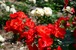 薔薇の花