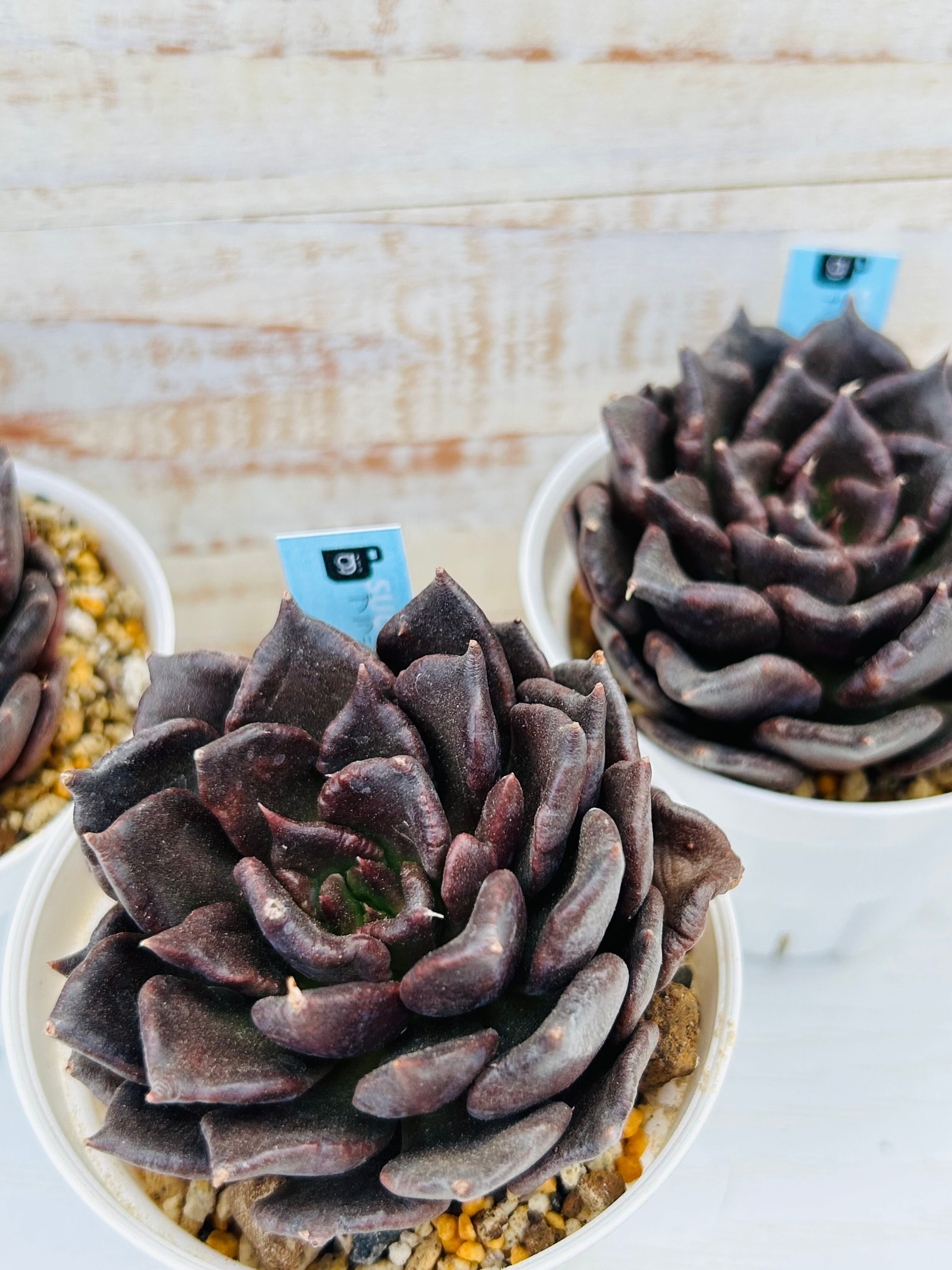 チェアマン 韓国苗 【公式通販】