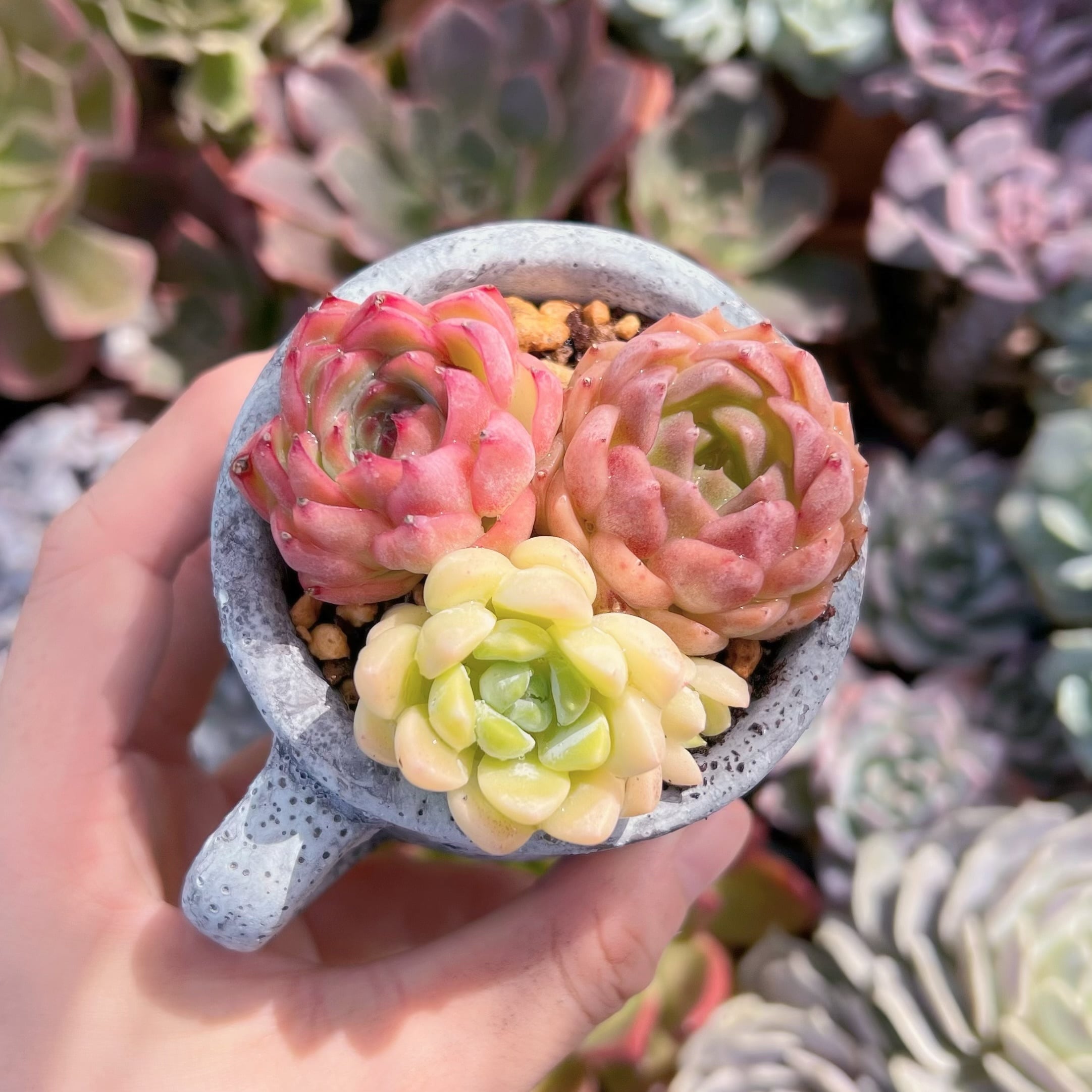 多肉植物　3点セット　新入荷