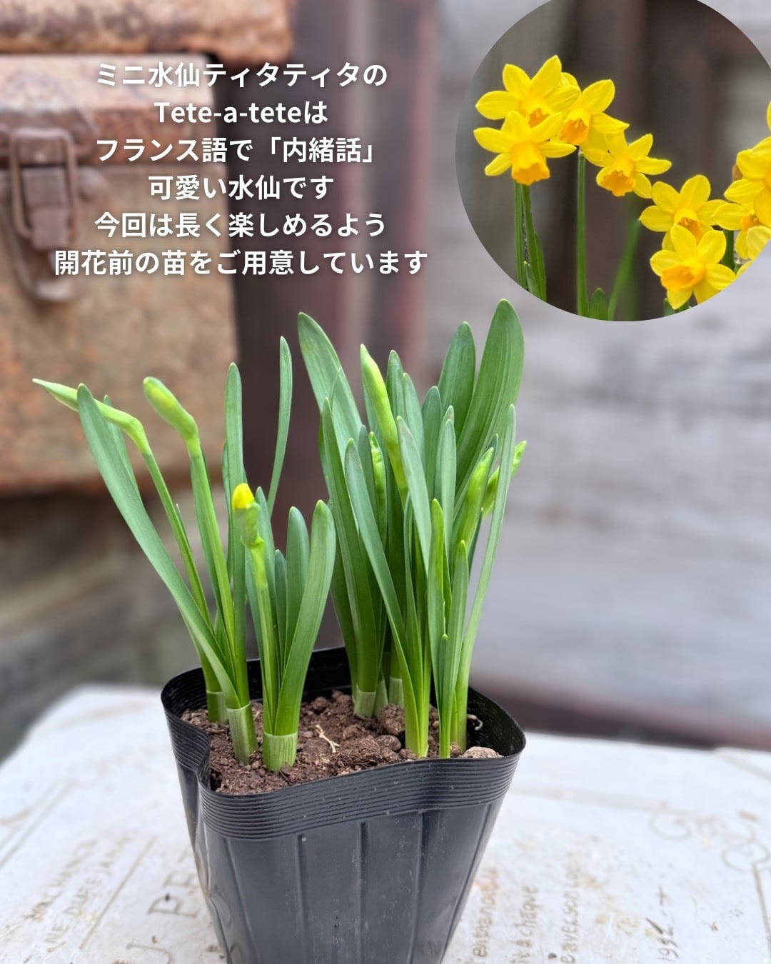 YUCCOHANセレクト 花苗6ポットセット（限定8セット） | 寄せ植え屋