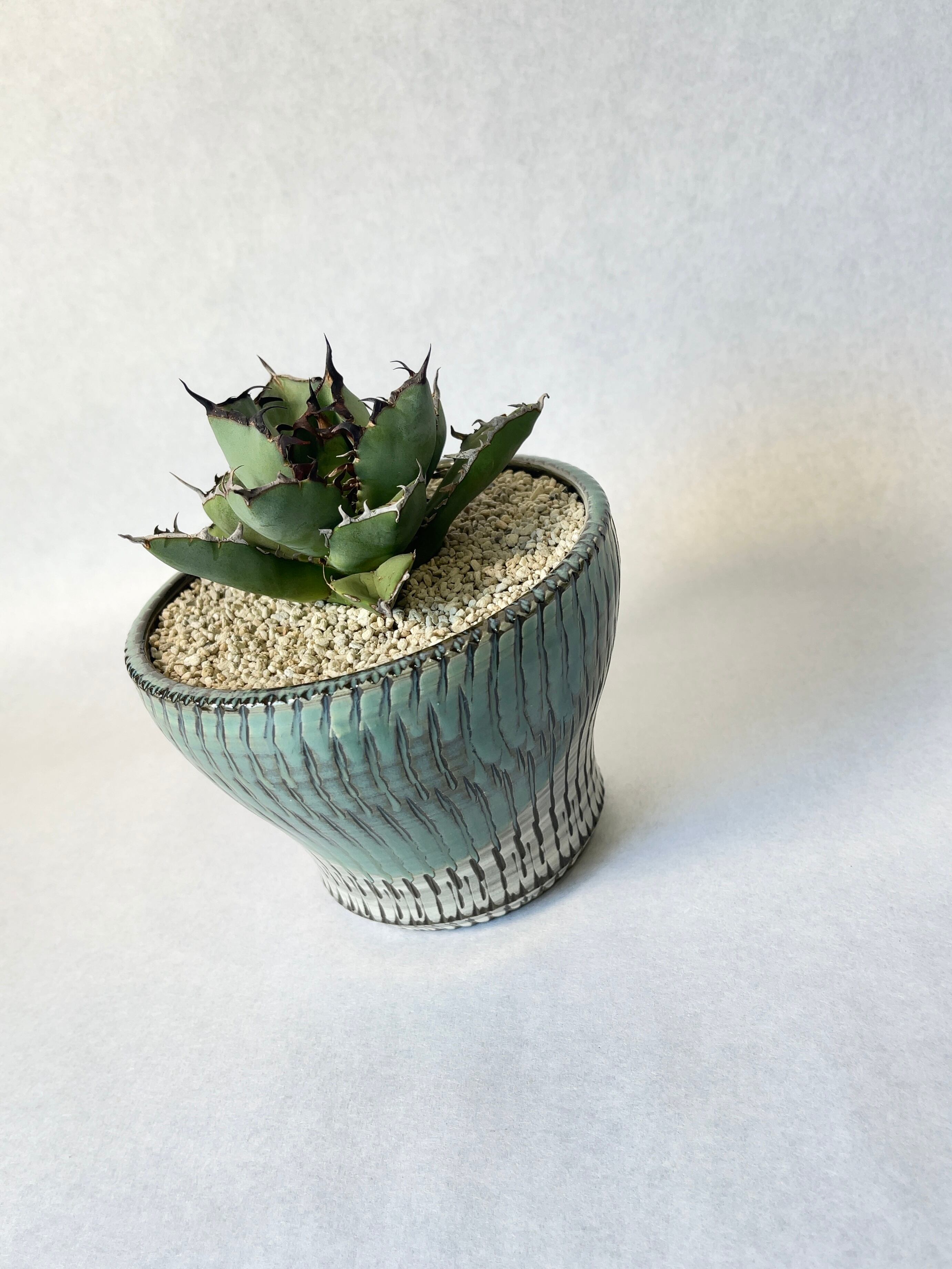 アガベ・黒鯨 | trigger