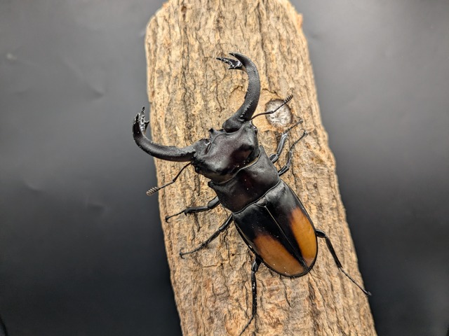 WDセアカフタマタ　♂82ｍｍ♀41ｍｍ