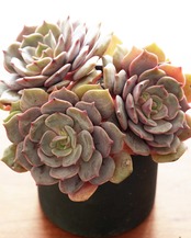 カット苗 紫姫 Echeveria 'Murasakihime'