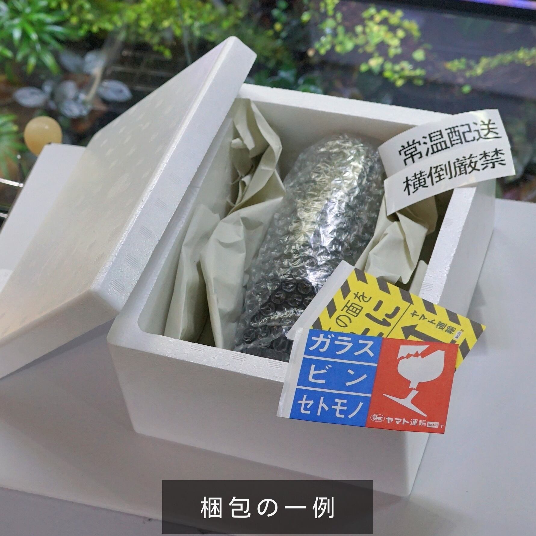 ミクロソリウムsp ティミカ Microsorum sp.Timika | ブルーゲッコー